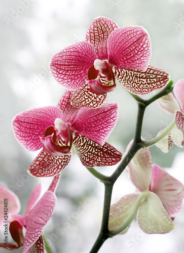 Fototapeta Naklejka Na Ścianę i Meble -  Orchideé Orchideen 220710