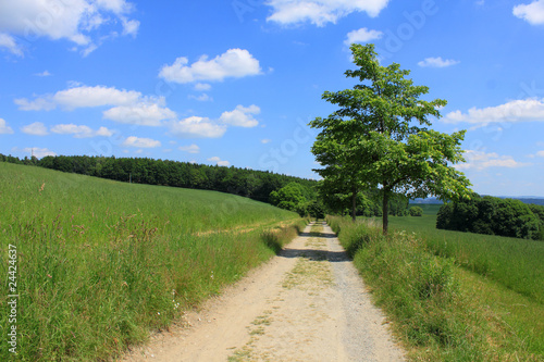 rural path green field trees blue sky white clouds © henryn0580