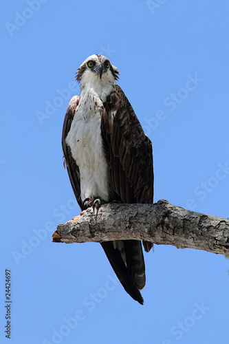 Osprey Pandion haliaetus