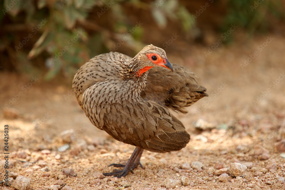 Swainson's Francolin