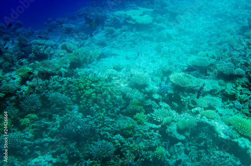 Fototapeta Naklejka Na Ścianę i Meble -  Astonishing undersea world of Red Sea.