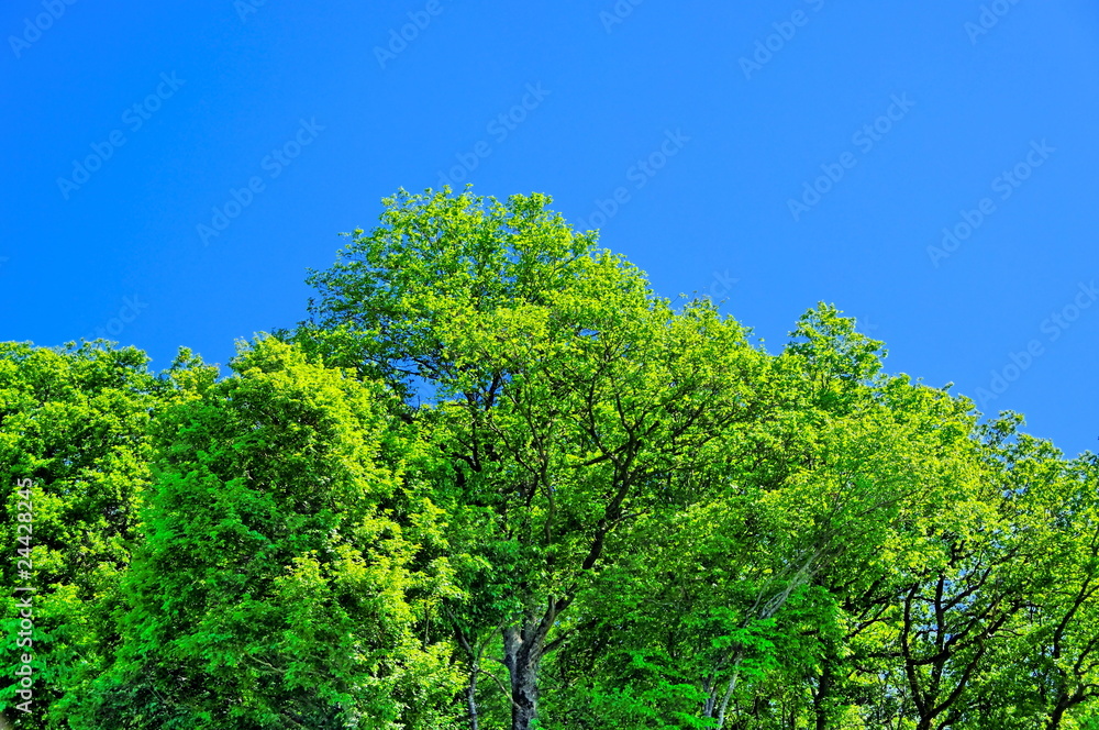 Feuillage vert et ciel bleu Feuillage vert et ciel bleu