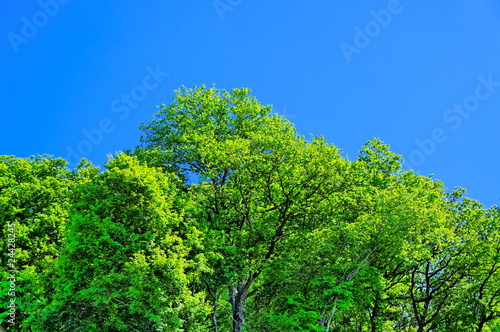Feuillage vert et ciel bleu