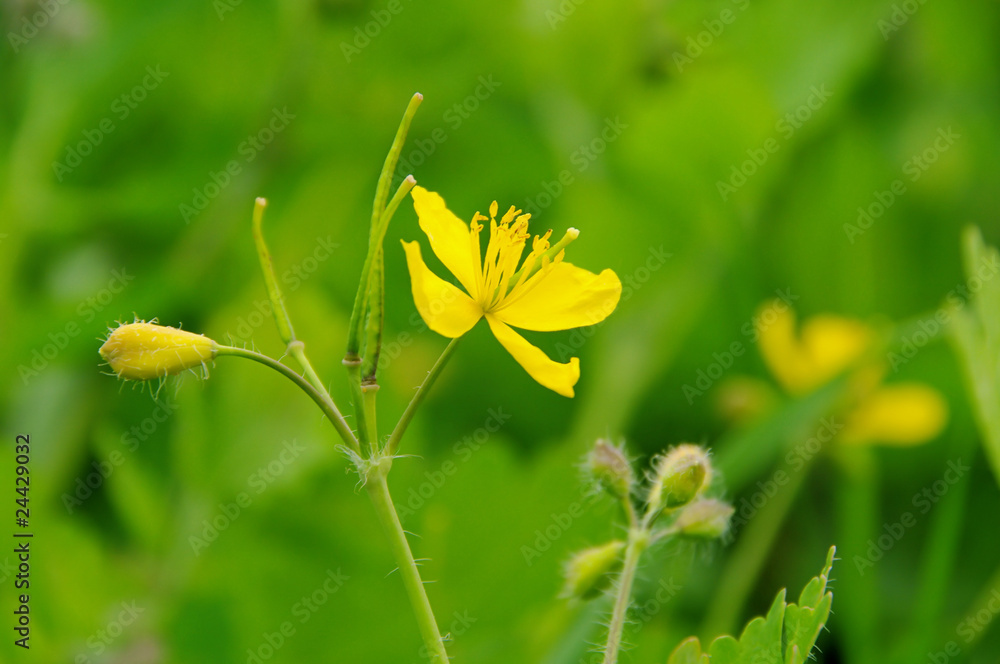 Schöllkraut - greater celandine 03 Schöllkraut - greater celandine 03