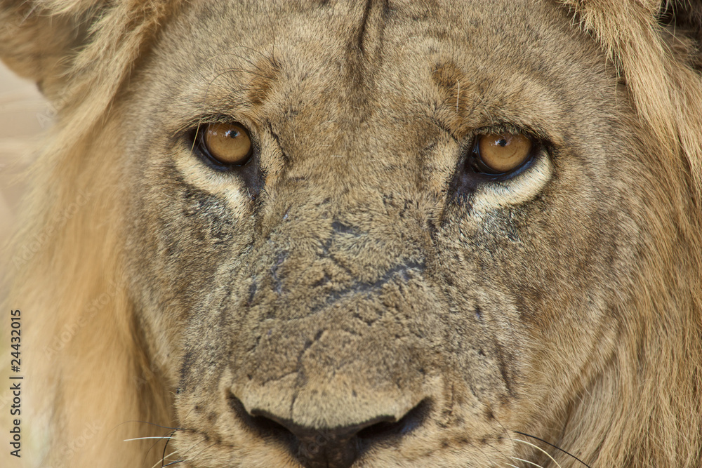 Naklejka Eyes of a lion