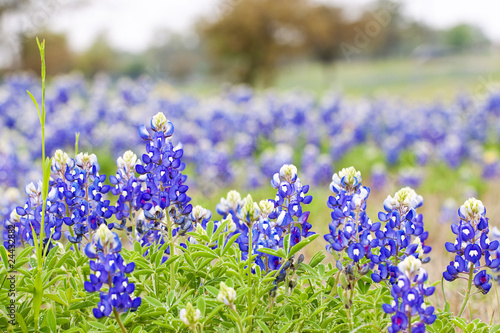 Texas Bluebonnet wildflowers