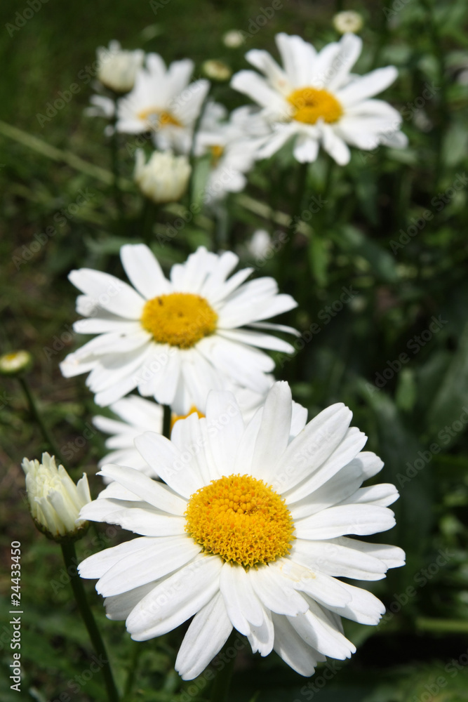 Fototapeta premium Daisy close up