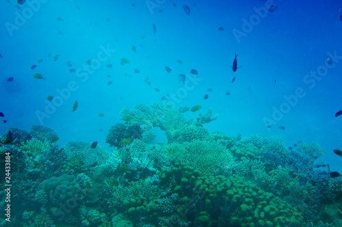 Underwater landscape of Red Sea.