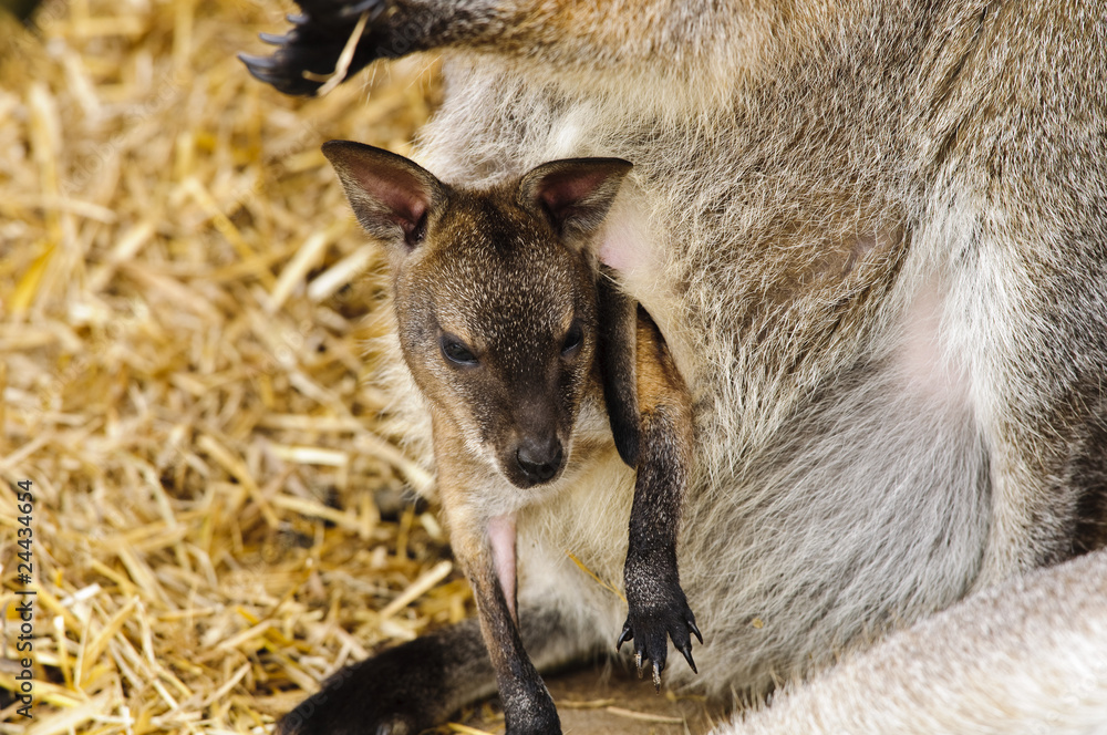 Wallaby Wallaby