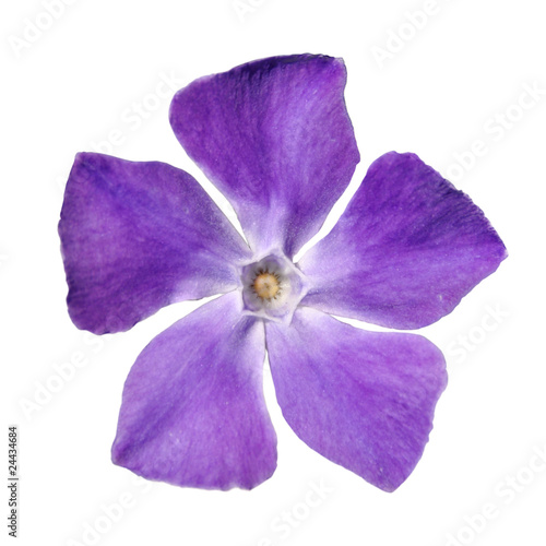 Periwinkle purple flower - Vinca minor - isolated on White