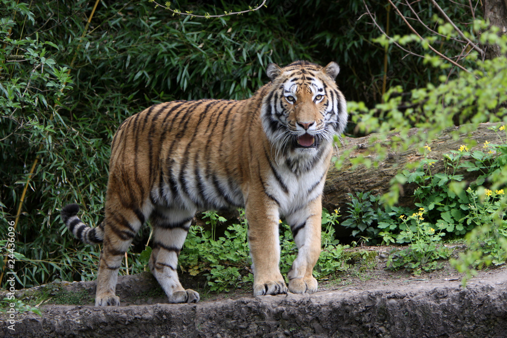 Fototapeta premium Tygrys Sybirski