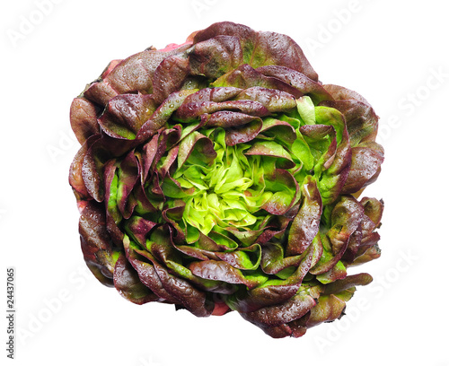 Salanova whole red lettuce isolated