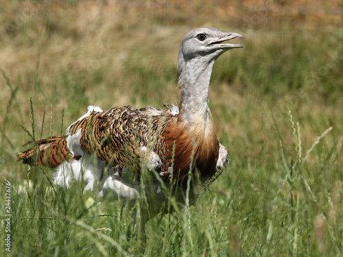 Great Bustard