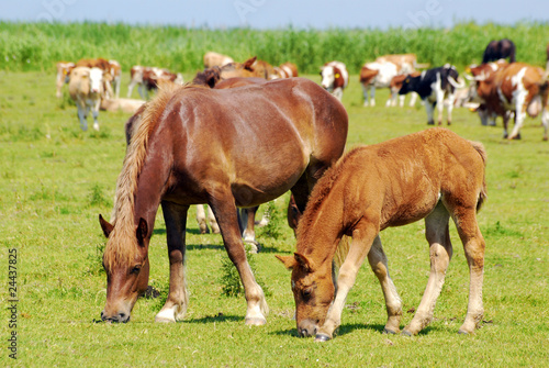 brown horse mare and foal