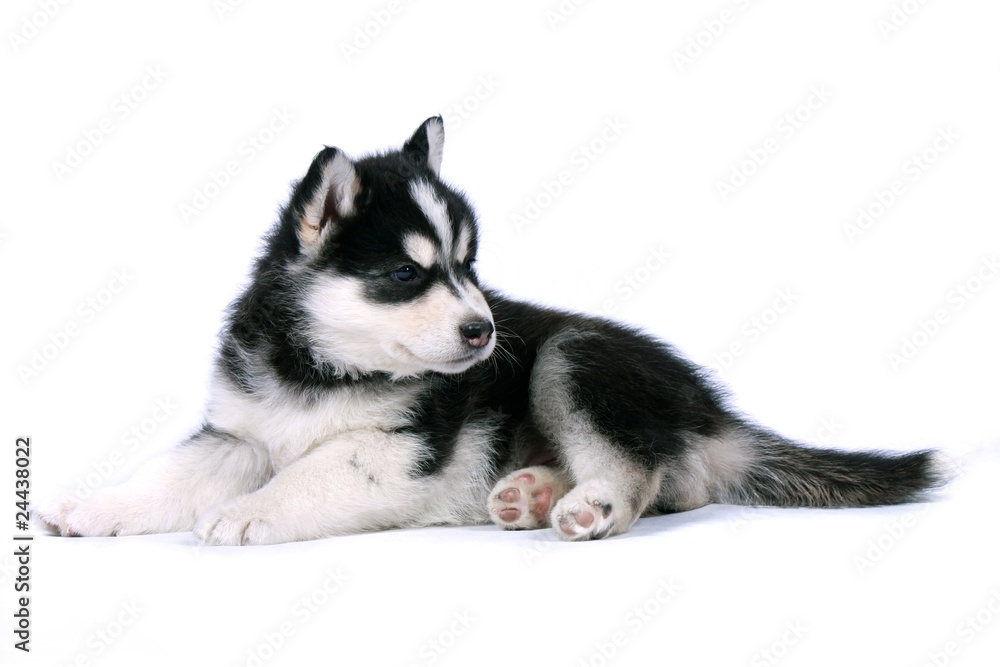 Siberian Husky Welpe liegend