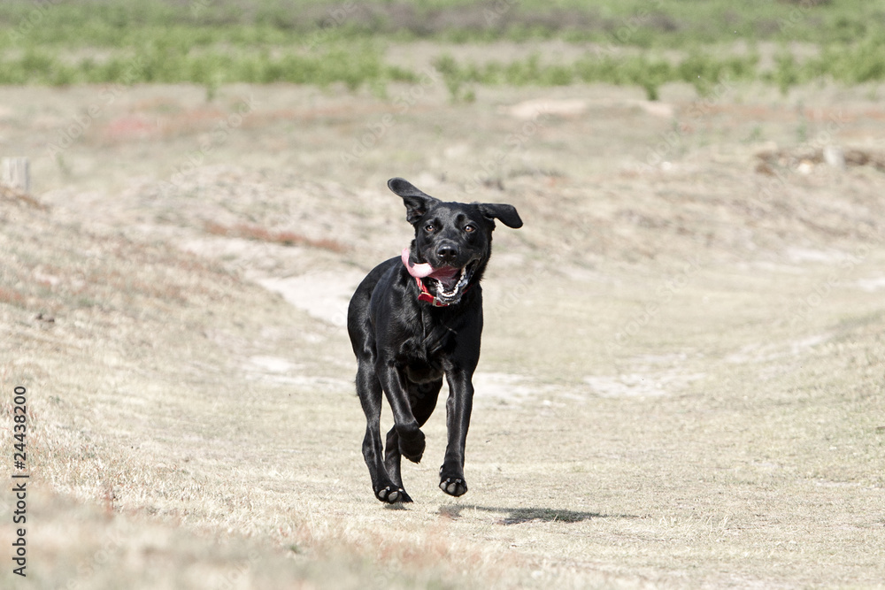 Young Black Labrador Running in the Countryside Young Black Labrador Running in the Countryside