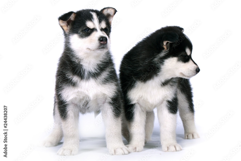 Zwei Siberian Husky Welpen stehend Zwei Siberian Husky Welpen stehend