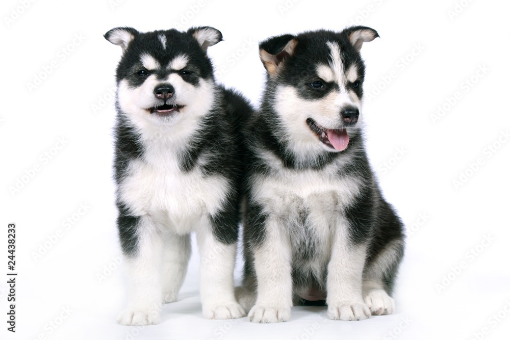 Obraz premium Zwei Siberian Husky Welpen