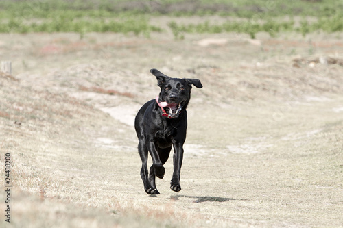 Young Black Labrador Running in the Countryside