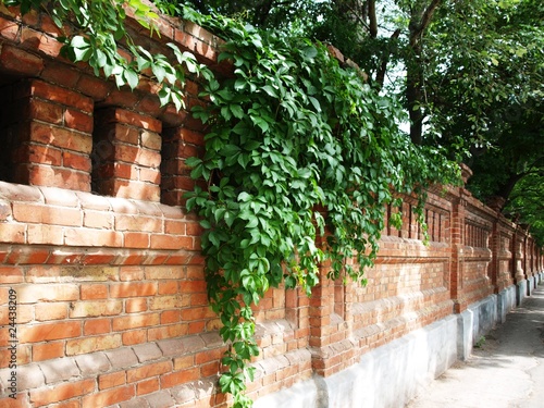 Fototapeta Naklejka Na Ścianę i Meble -  Stone wall of the old brick and wild grapes