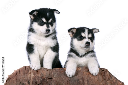 Zwei Siberian Husky Welpen mit Baumstamm © fotowebbox