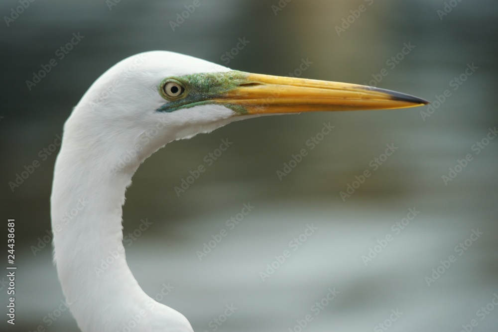 Headshot of a white egret Headshot of a white egret