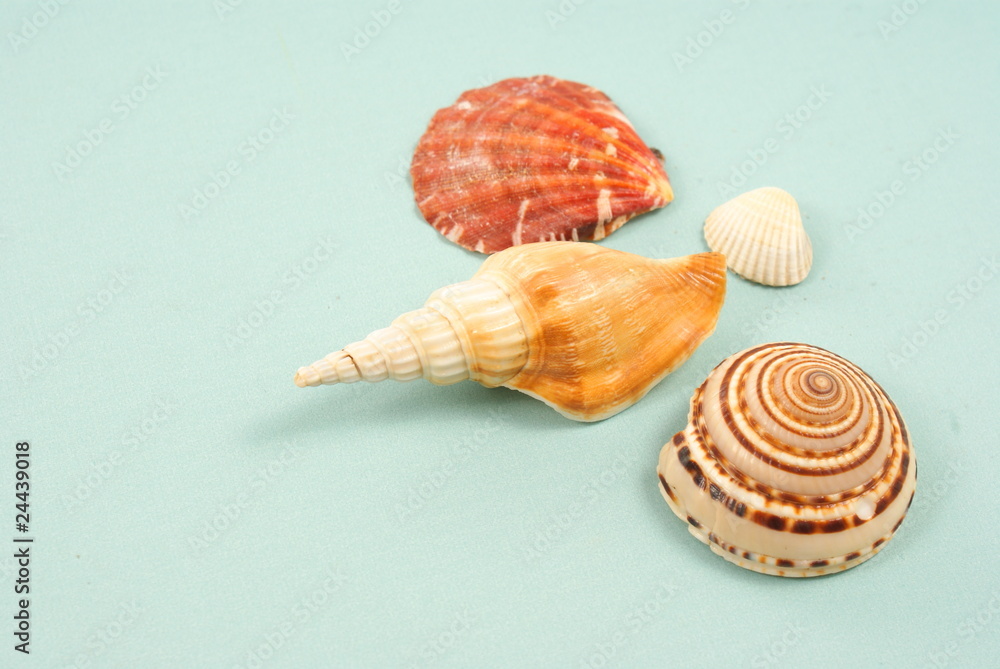 Seashell Seashell