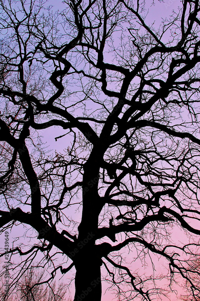 Tree silhouette on the sunset sky background Tree silhouette on the sunset sky background