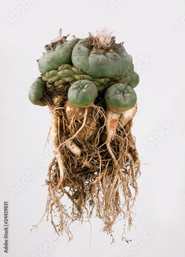 Lophophora williamsii isolated on white background
