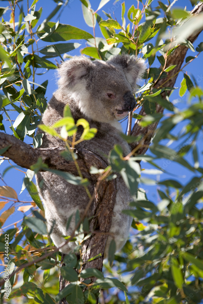 Fototapeta premium Koalabär
