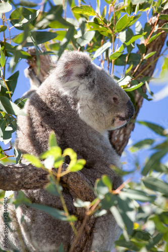 Fototapeta Naklejka Na Ścianę i Meble -  Koalabär Portrait