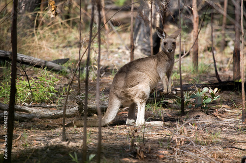 Känguru photo