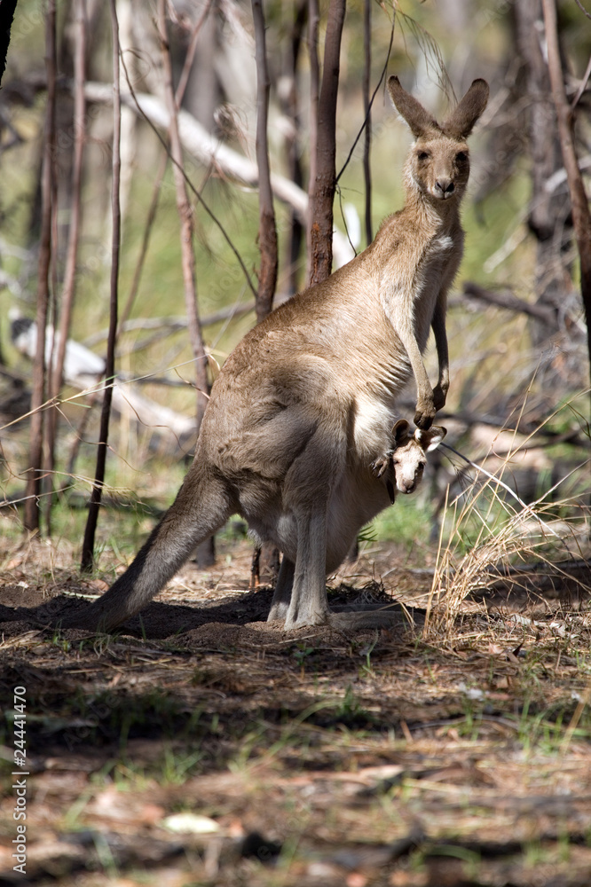 Obraz premium Känguru