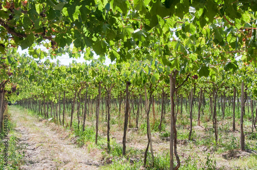 Obraz na płótnie Vineyard at Elqui valley w salonie