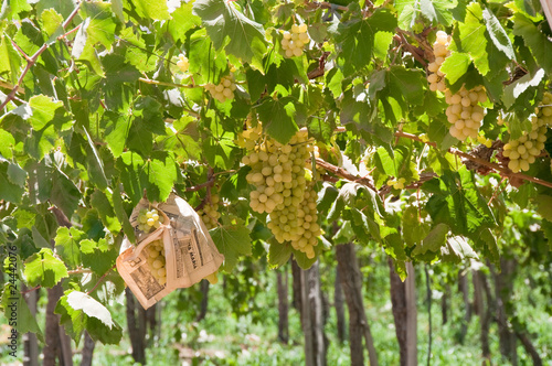 Vineyard at Elqui valley