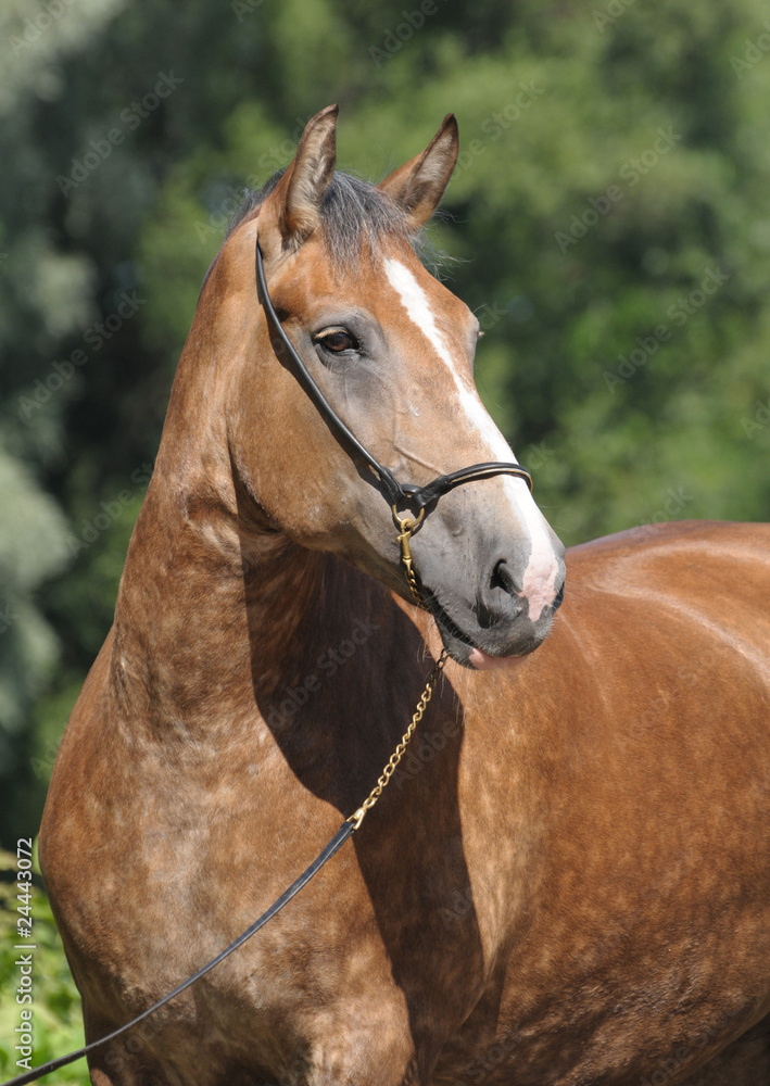 Fototapeta premium Portrait of a beautiful horse