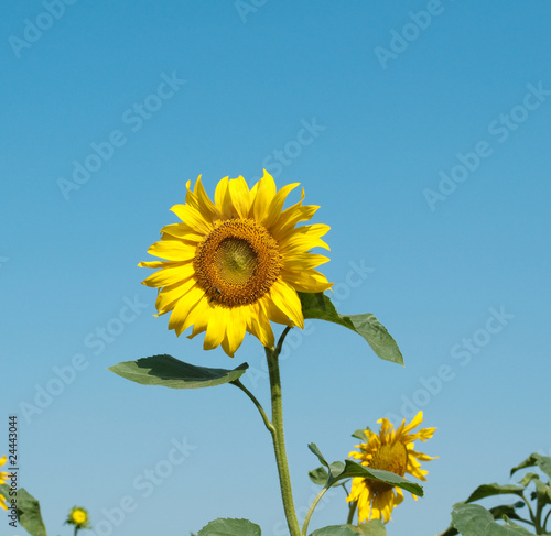 sunflowers