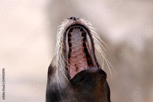 Kalifornischer Seelöwe © Martina Berg