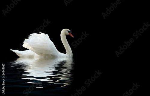 Obraz na płótnie swan