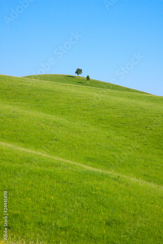 single tree stands on the hill