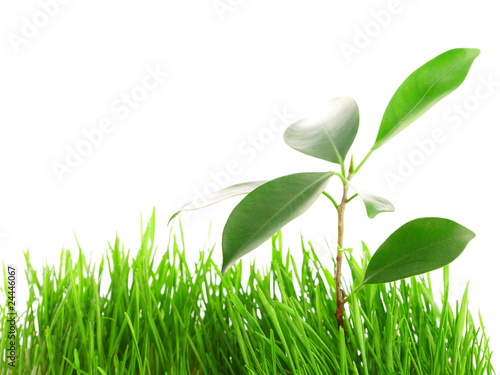 plant in the grass