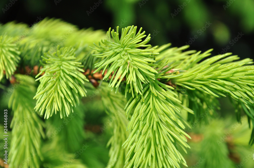 junger Tannenzweig junger Tannenzweig