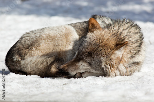 Grey Wolf, Canis lupus © fotoparus