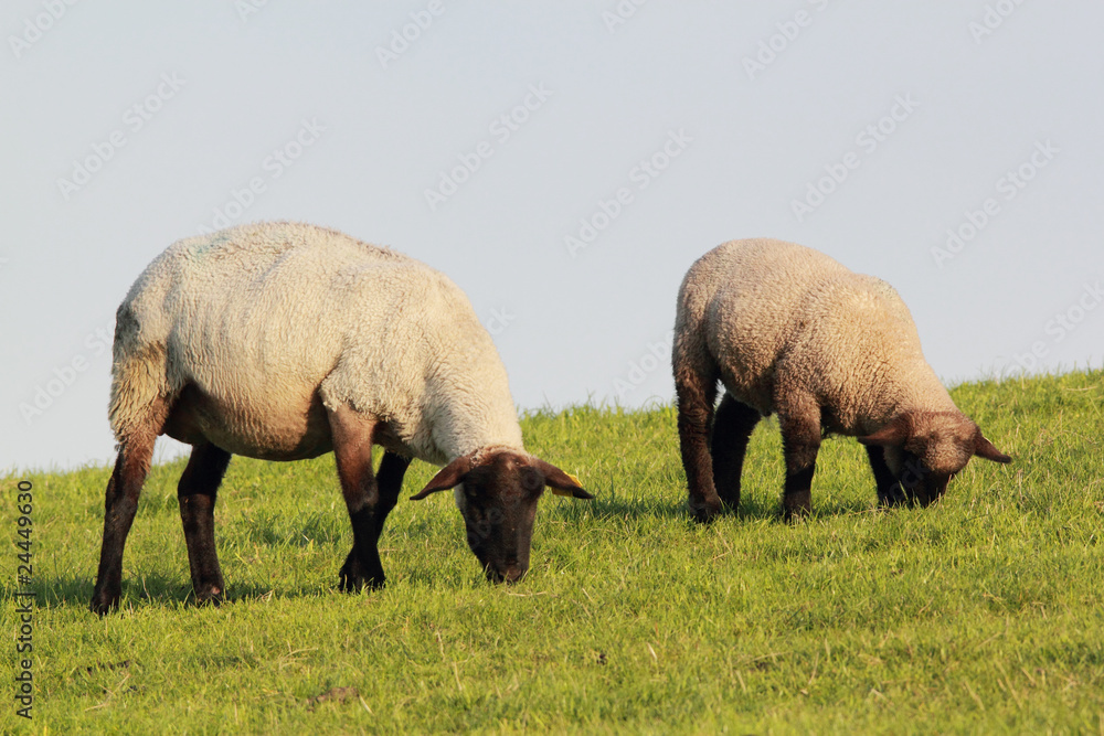 Obraz premium Schaf mit Lamm