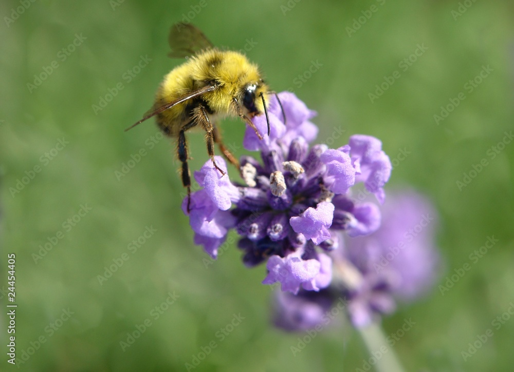 honey bee honey bee