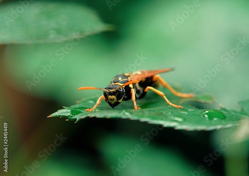 yellow jacket wasp © Horticulture