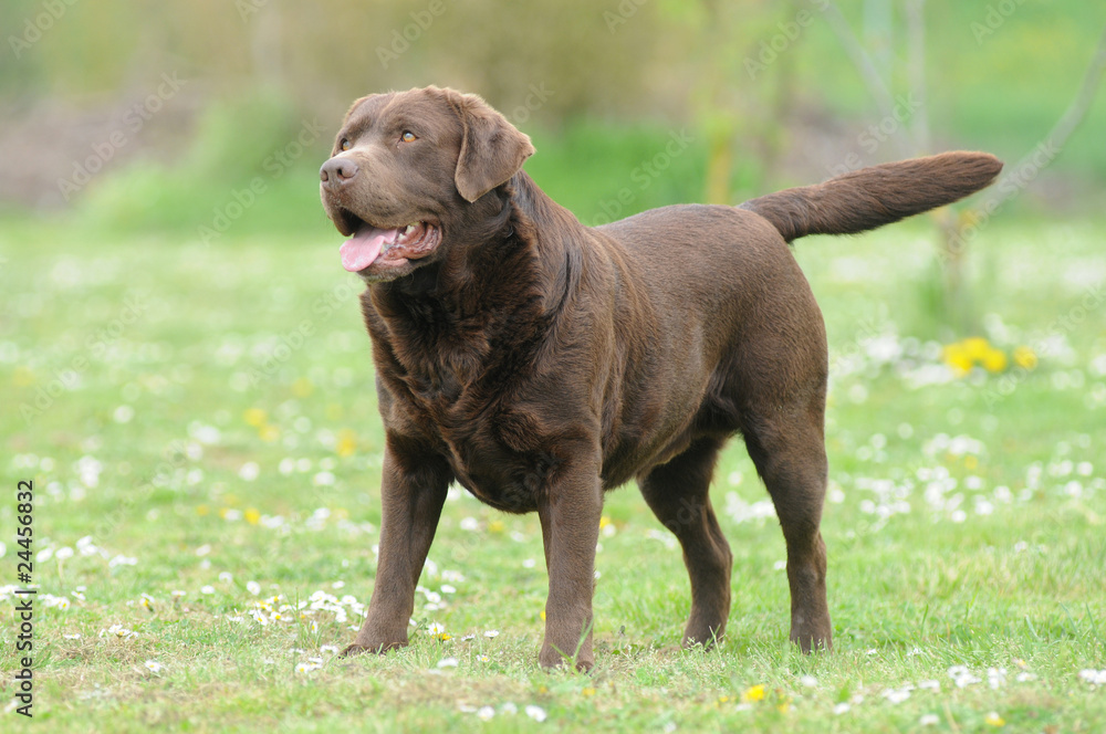 Labrador