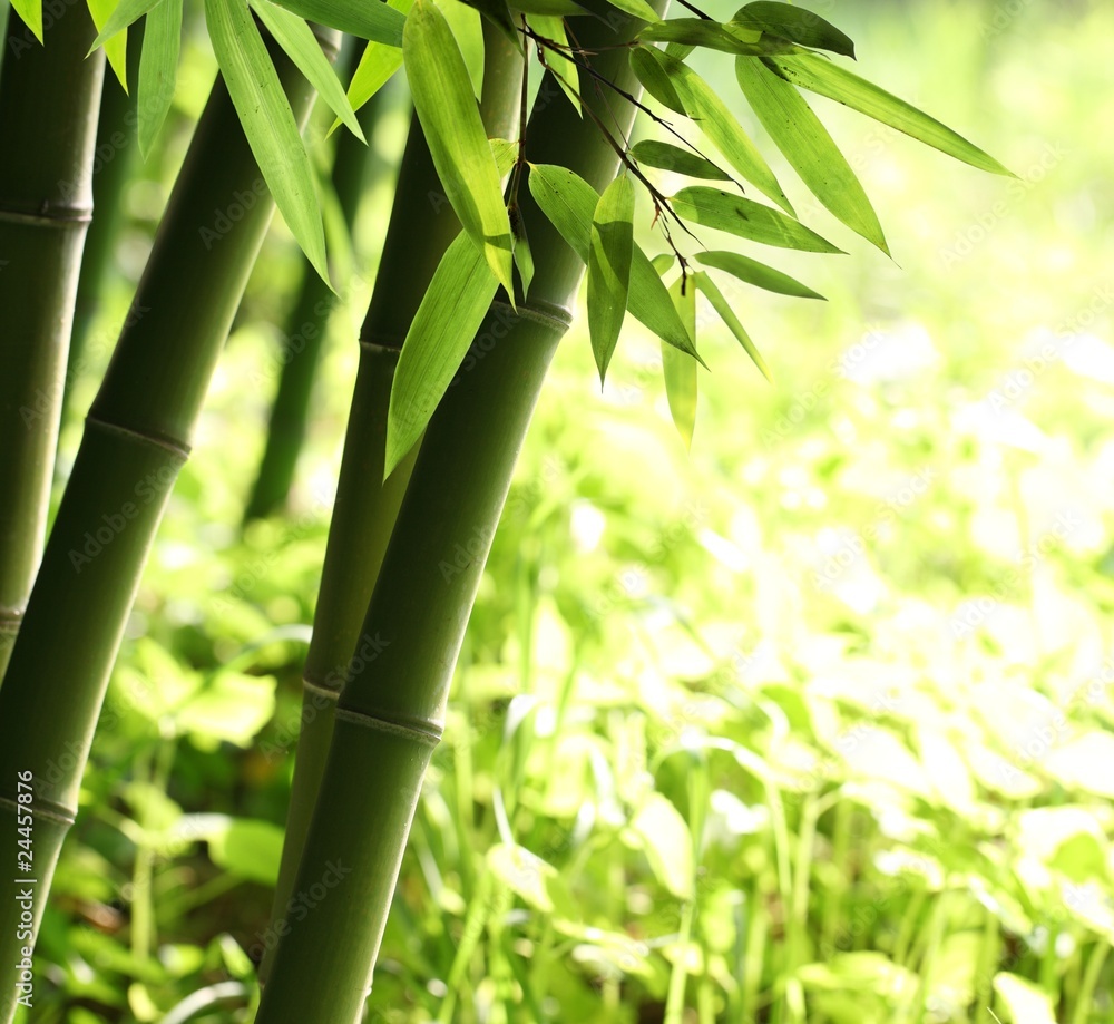 Naklejka premium Jasny zielony las bambusowy