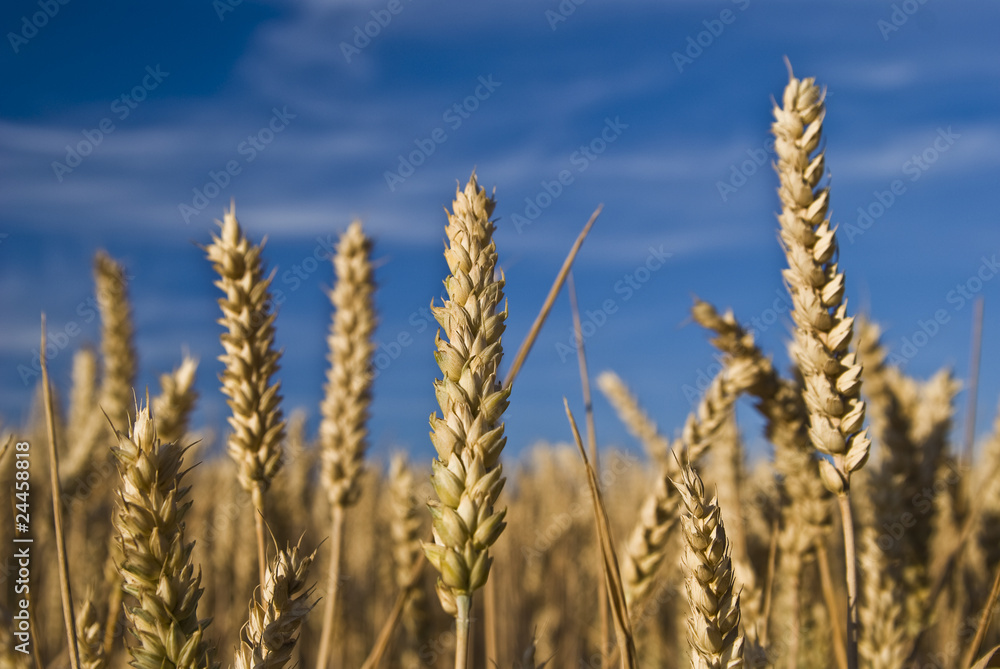 Fototapeta premium Getreide