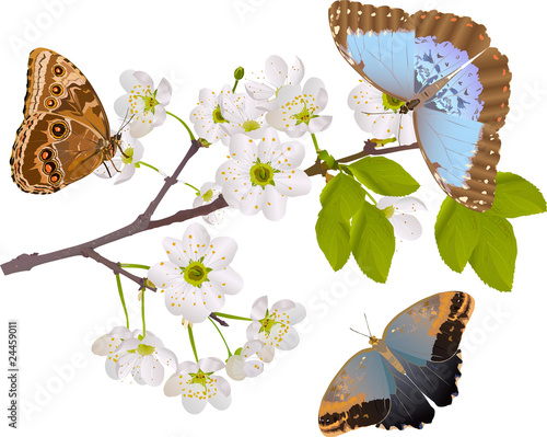 cherry tree branch with three big butterflies